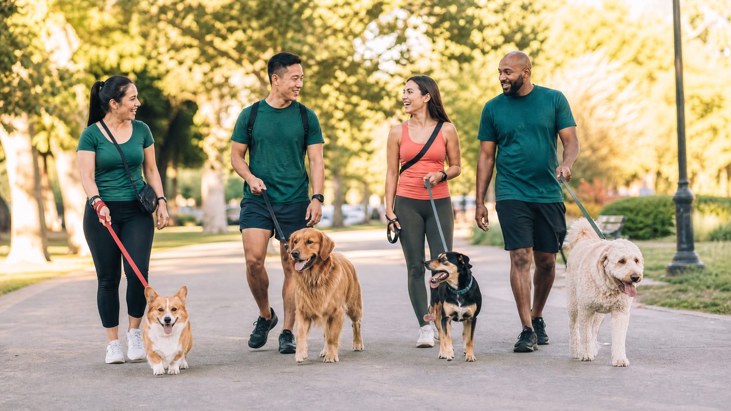 Healthy Habits Pet Picnic In Toronto